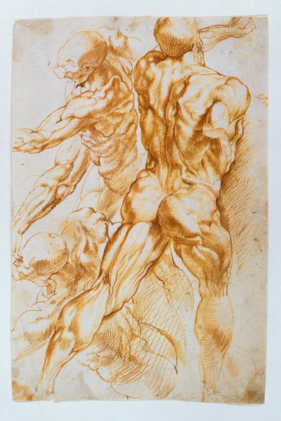 Estudios anatómicos: Desnudos en combate de Peter Paul Rubens