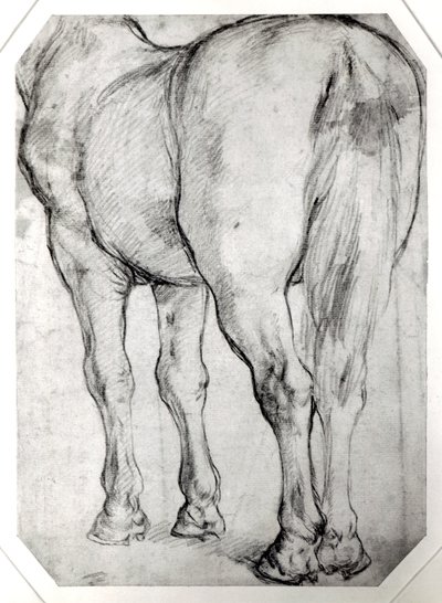 Parte trasera del caballo de Peter Paul Rubens