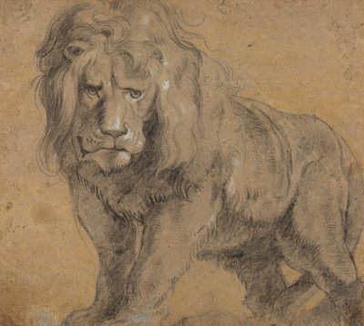 León, c.1612-13 de Peter Paul Rubens