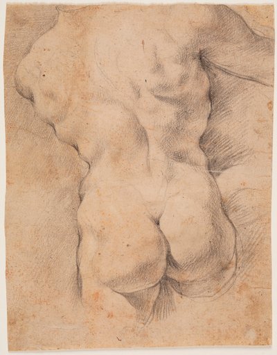 Torso masculino visto de espaldas de Peter Paul Rubens