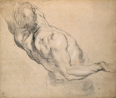 Estudio de un torso masculino desnudo, 1600-1640 de Peter Paul Rubens