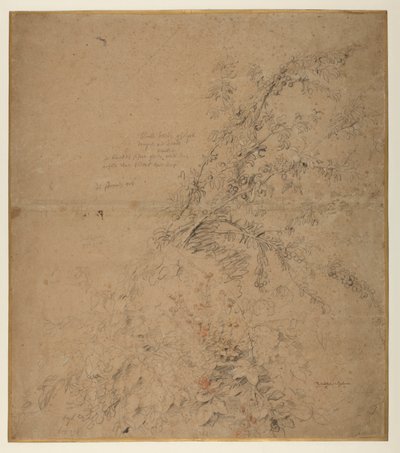Estudio de endrino con zarza y otras plantas, 1620 circa de Peter Paul Rubens