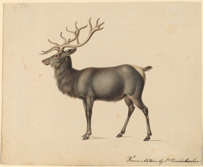 Alce europeo de Peter Rindisbacher