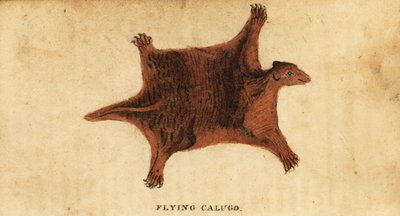 Lémur volador filipino, Cynocephalus volans.,1800 (grabado) de Peter Simon Pallas