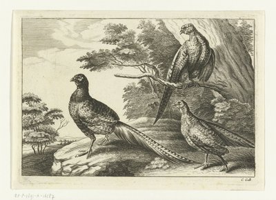 tres faisanes Especies de Diversarum avium (título de la serie) Aves diferentes (título de la serie) de Peter van Liesebetten