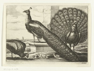 pavos reales Especies de Diversarum avium (título de la serie) Aves diferentes (título de la serie) de Peter van Liesebetten
