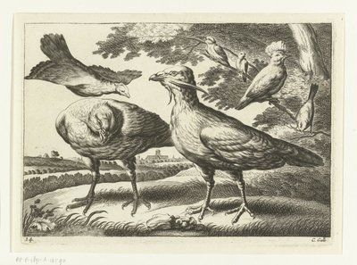 Atrapa Gansos y una Cacatúa Especies de Diversarum avium (título de la serie) Aves diferentes (título de la serie) de Peter van Liesebetten