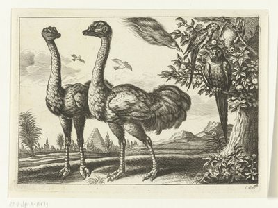 Dos avestruces
Diversarum avium species (título de la serie)
Varias aves (título de la serie) de Peter van Liesebetten