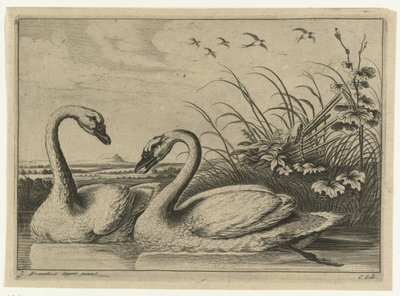 dos cisnes Especies de Diversarum avium (título de la serie) Aves diferentes (título de la serie) de Peter van Liesebetten