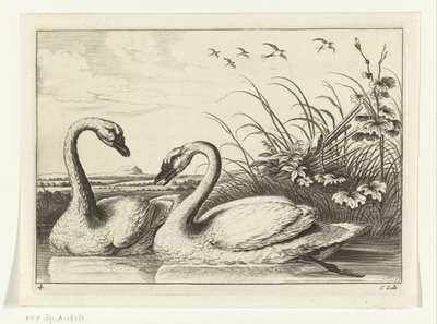 dos cisnes Especies de Diversarum avium (título de la serie) Aves diferentes (título de la serie) de Peter van Liesebetten
