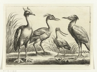 cuatro aves zancudas Especies de Diversarum avium (título de la serie) Aves diferentes (título de la serie) de Peter van Liesebetten