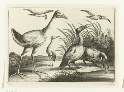 aves acuáticas Especies de Diversarum avium (título de la serie) Aves diferentes (título de la serie) de Peter van Liesebetten