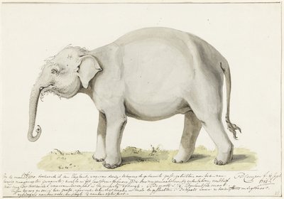 Elefante de pie, a la izquierda de Petrus Camper