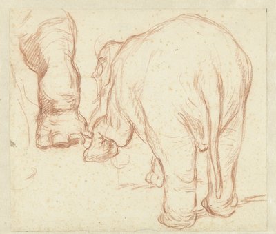Elefante de pie, desde atrás, y una pierna. de Petrus Camper