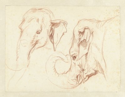 Dos bocetos de la cabeza de un elefante de Petrus Camper