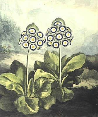 Primavera: Primula auricula, grabado por Sutherland, del "Templo de Flora" de Robert Thornton 1807 de Philip (after) Reinagle