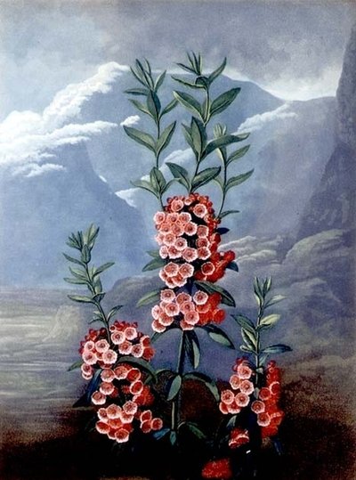 La Kalmia de Hojas Estrechas o Laurel de Montaña, grabado por Caldwell, de 