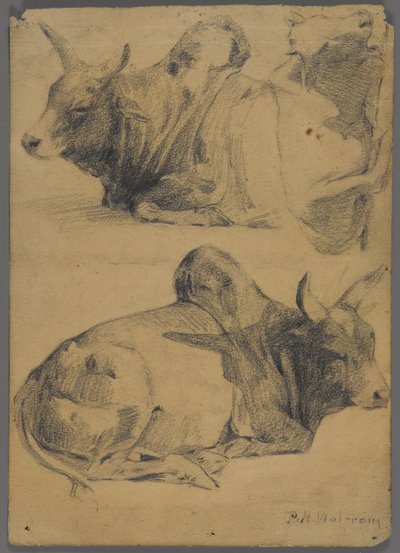 Toros Brahman de Philip H. Wolfrom