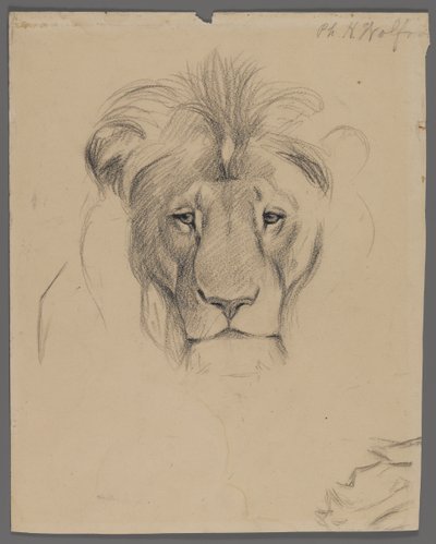 Cabeza de un león de Philip H. Wolfrom