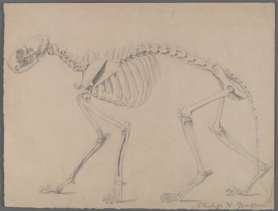 Esqueleto de un gato de Philip H. Wolfrom