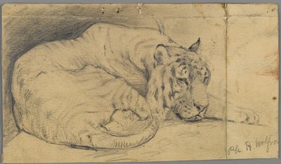 Tigre durmiendo de Philip H. Wolfrom