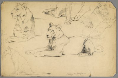 Estudios de una leona de Philip H. Wolfrom