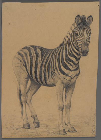 Cebra de Philip H. Wolfrom