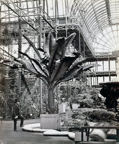 Plantas tropicales en la Sala Egipcia, Crystal Palace, Sydenham, Londres, 1854 de Philip Henry Delamotte