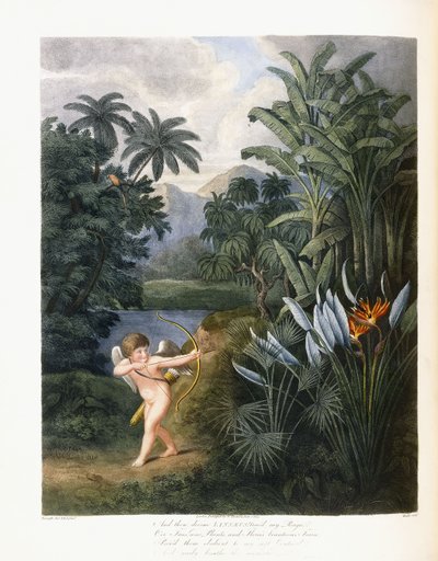 Y luego el divino Linneo, c.1796-1807 de Philip Reinagle