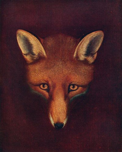 Renard el zorro, c1800, 1922 de Philip Reinagle