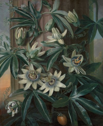 La Pasiflora azul, para el Templo de la Flora de Robert John Thornton (Londres, 1799-1812) de Philip Reinagle