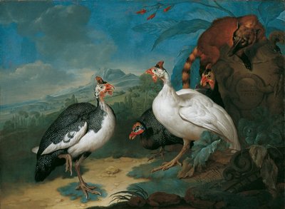 Gallina de Guinea y Coati de Philipp Ferdinand de Hamilton