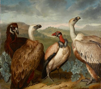Cuatro buitres de diferentes especies de Philipp Ferdinand de Hamilton
