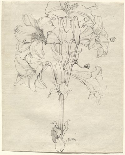 Un Tallo de Lirios con Seis Flores de Philipp Otto Runge
