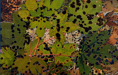 Acer pseudoplatanus: Sicómoro atacado por el hongo negro Rhytisma acerinum, 1907-09 de Philippe Robert