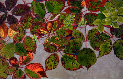 Rubus Fruticosus atacado por el hongo de la rosa Phragmidium Violaceum, 1907-09 de Philippe Robert