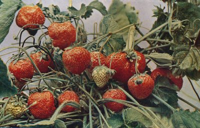 Fresas - John Kidd & Co. Ltd., 1910 de Photochrom Co Ltd of London