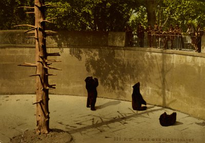 Berna. La fosa de los osos. de Photochrom Zürich
