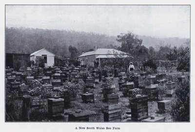 Una granja de abejas en Nueva Gales del Sur de Photographer Australian