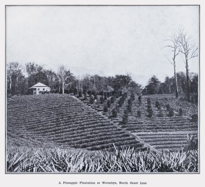 Una plantación de piñas en Woombye, línea de la costa norte de Photographer Australian
