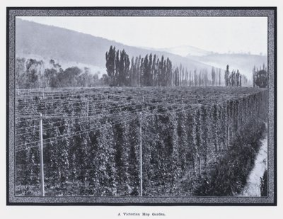 Un jardín de lúpulo victoriano (foto en blanco y negro) de Photographer Australian