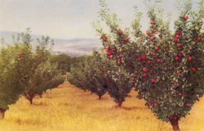 Huerto de manzanas (foto a color) de Photographer Australian