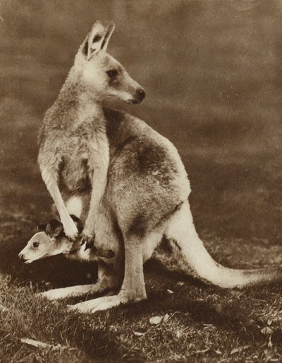 Canguro bebé asomándose de la bolsa de su madre, Australia de Photographer Australian