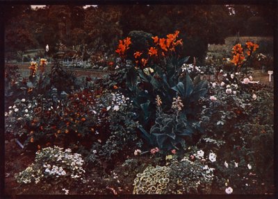 Lecho de flores en los Jardines Botánicos, Sydney, Nueva Gales del Sur, Australia (fotografía en color) de Photographer Australian