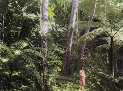 Queensland, Australia: Jungla Tropical (foto) de Photographer Australian