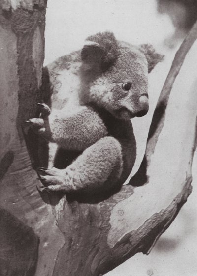 El único Koala o Oso Nativo de Photographer Australian