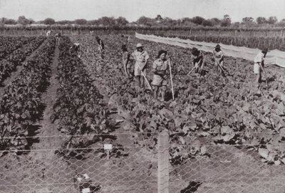 Verduras cultivadas cerca de la Carretera Transcontinental en el llamado País Desértico, regadas con agua de pozo de Photographer Australian