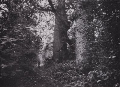 Gigantes del bosque, Stanley Park, Vancouver de Photographer Canadian