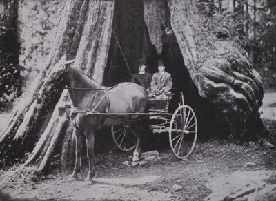 El Gran Árbol, Stanley Park, Vancouver de Photographer Canadian
