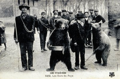 Espectáculos de osos en los Pirineos, c.1900 (foto b/n) de Photographer French